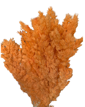 Ming Fern - Soft Citrus Orange
